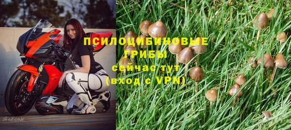 PSILOCYBIN Осташков
